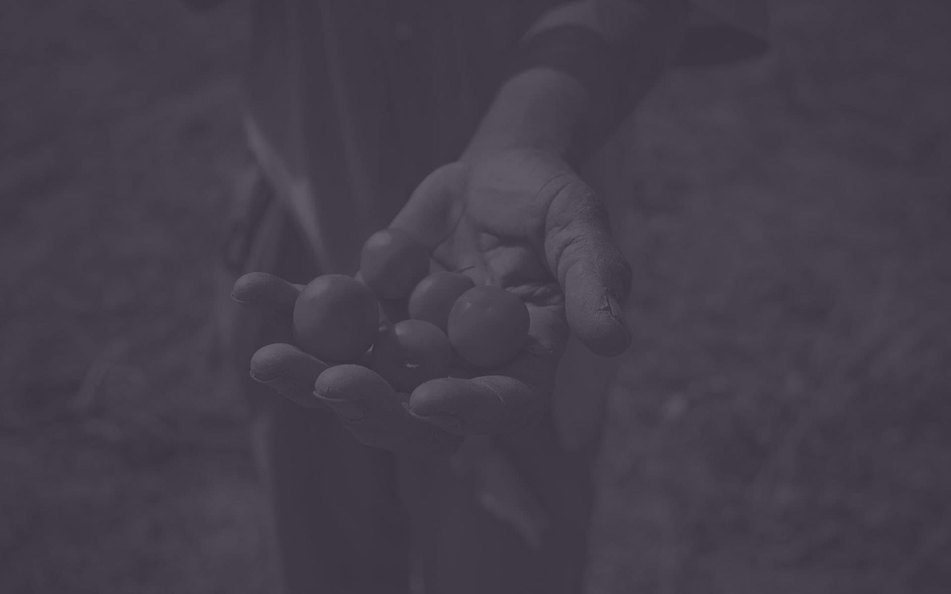 Trees for the Future Featured Image